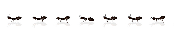 Ants