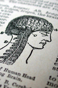 Dictionary Entry for the Brain