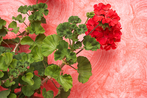 Decorative paint tricks
