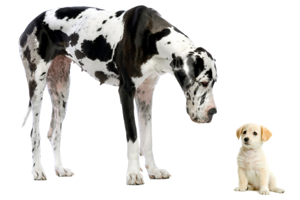 best dogs for families. Since kids are often rambunctious, clumsy and rough, 