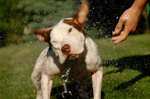 Wet Dog