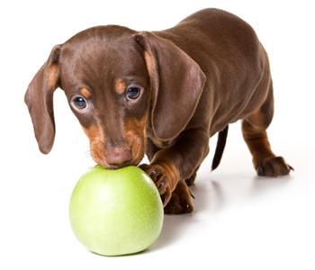 Dachshund with Apple