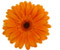 <flower>