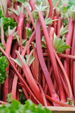 Fresh rhubarb