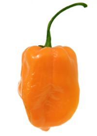 Habanero chili pepper