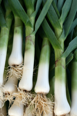 Leeks Welsh