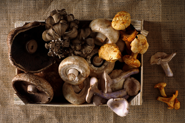 Variety of Mushrooms