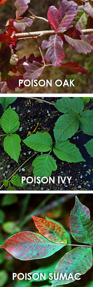 mild poison ivy rashes. Poison oak - poison ivy