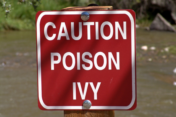 poison oak rash vs poison ivy. Poison ivy, poison oak and