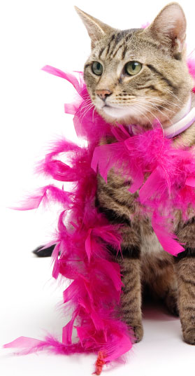 Cat psychic