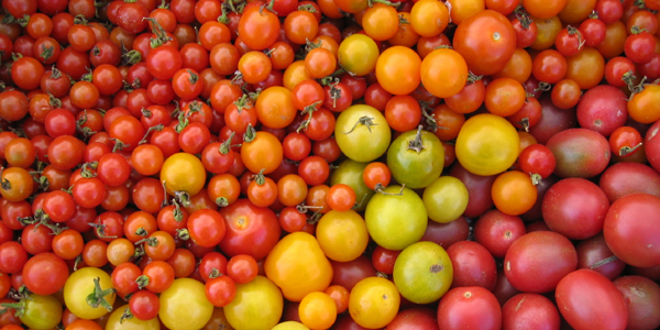 Variety of Tomatoes