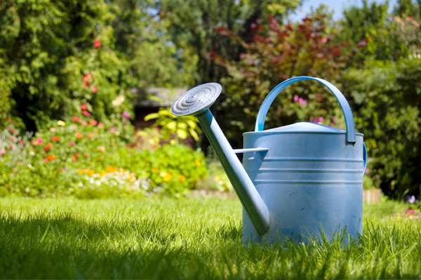 Green Lawn