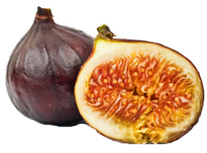 Fig