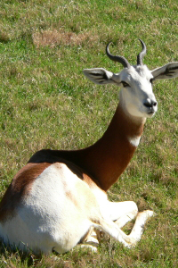 Dama Gazelle