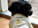 DIY dog shirt