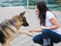 How to train your dog