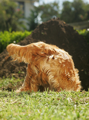 Dog Diggin in Backyard