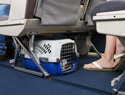 Top 5 Pet-friendly airlines