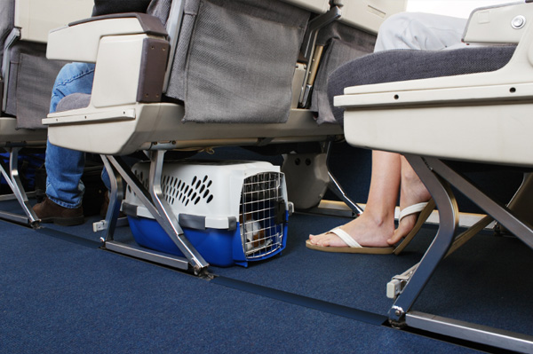 Dogs On Planes