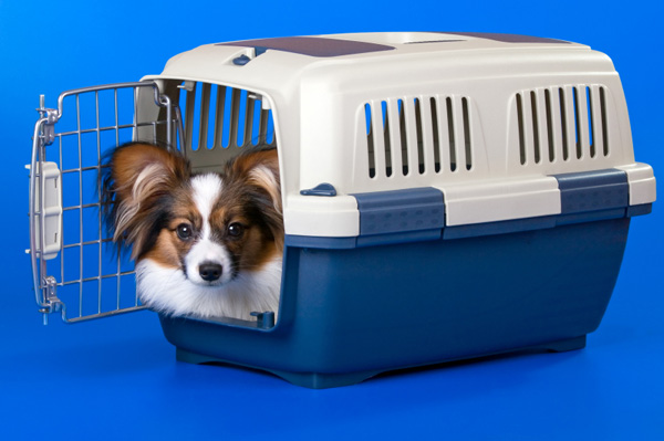 Dog in Crate