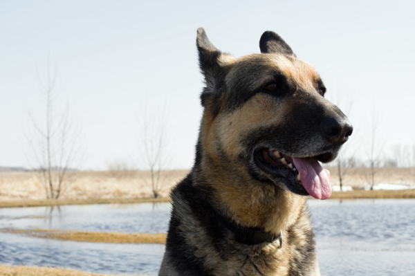 Dog in Flooded Field