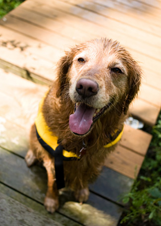 Dog in life vest