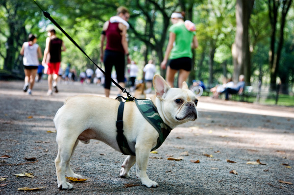 Dog in NYC