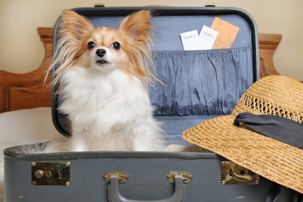 Your Pet in your suitcase
