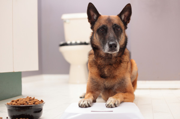 Dog on scale