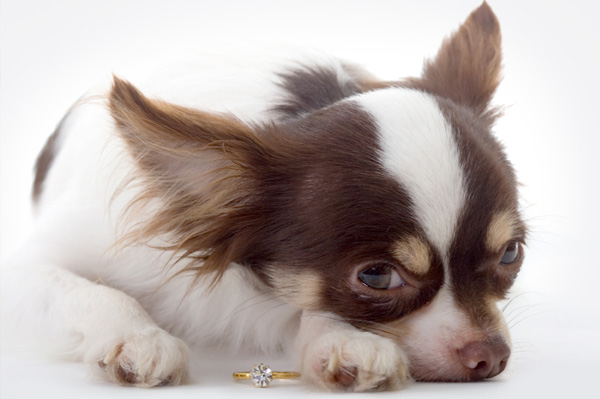 Dog with engagement ring