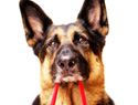 Valentine's Day pet gifts 