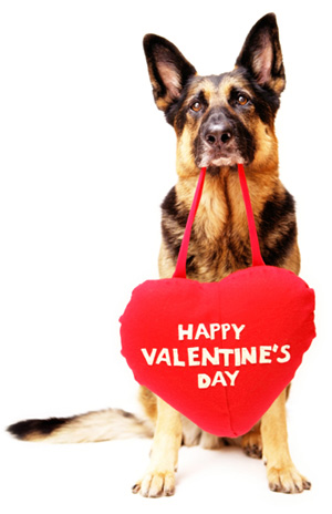 Dog with Valentine's Day Heart Who doesn't go out drinking with his buddies, 