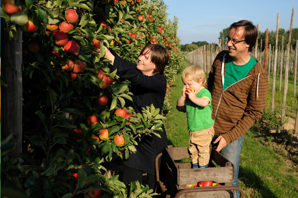 Family harvesting apples