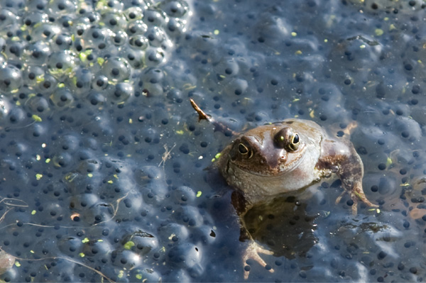 Frog in Breeding Pond