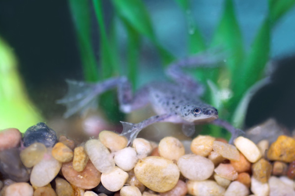 Frog in Tank