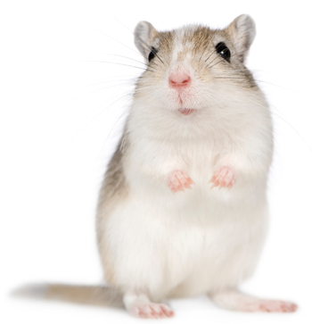 Gerbil