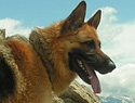 Top 10 Large dog breeds