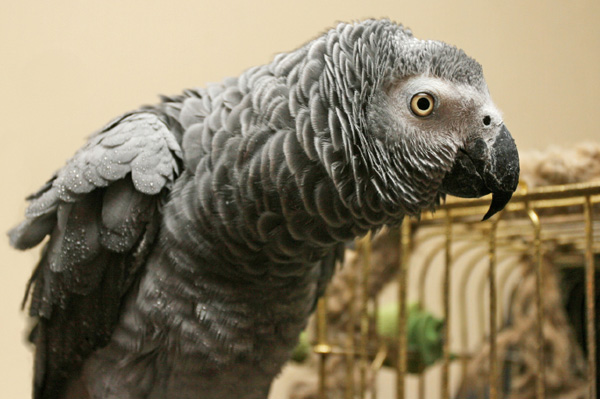 Gray Parrot