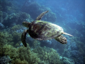Great Barrier Reef