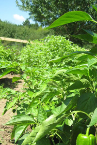 Green Pepper Plant