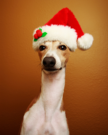 Greyhound with Santa Hat