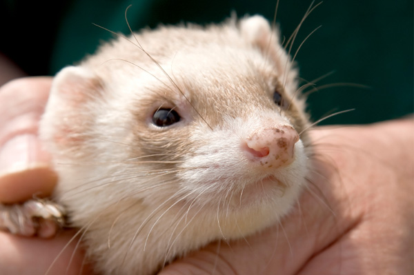 Person Holding Ferret