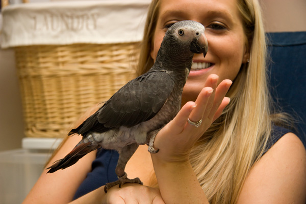 However, there are times carrier birds can become sick if they are faced with infection triggers like age (very young or old birds), ill health due to other ... - happy-woman-with-parrot