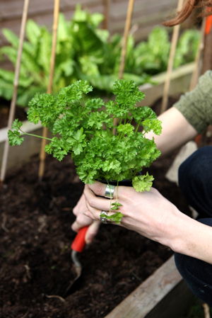 Herb Garden