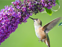 Create a garden hummingbirds will love