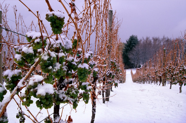 Ice Wine Grapes