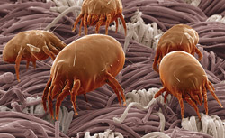 Dust mites - magnified