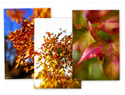 Free iPhone wallpapers for fall