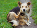 Natural ways to prevent fleas