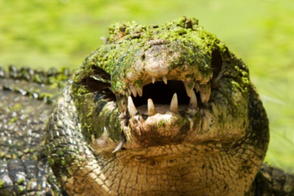 Crocodile - Kakadu National Park